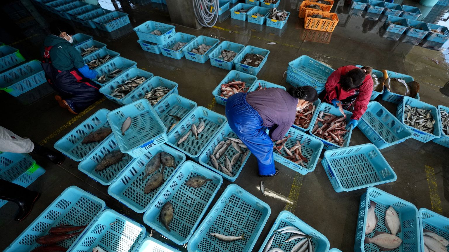 Local workers arrange the inshore fish during a morning auction at Hisanohama Port, 19 October, 2023 